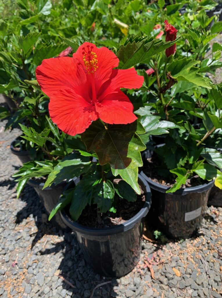 Lakeside Plants & Nursery