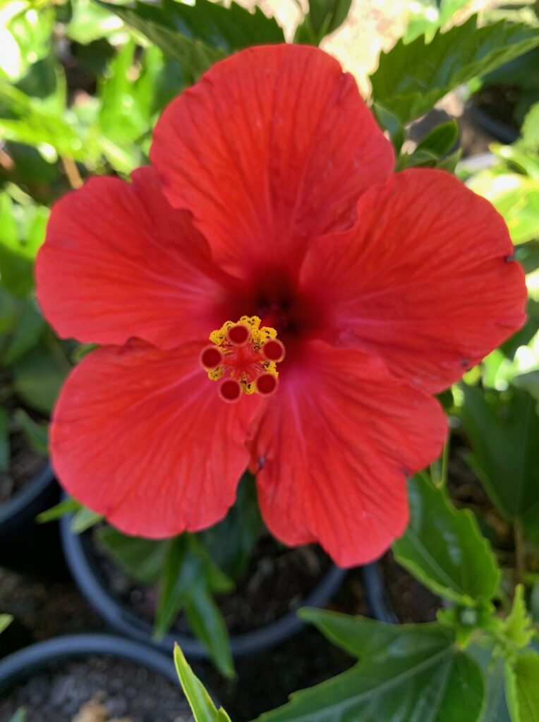 Lakeside Plants & Nursery