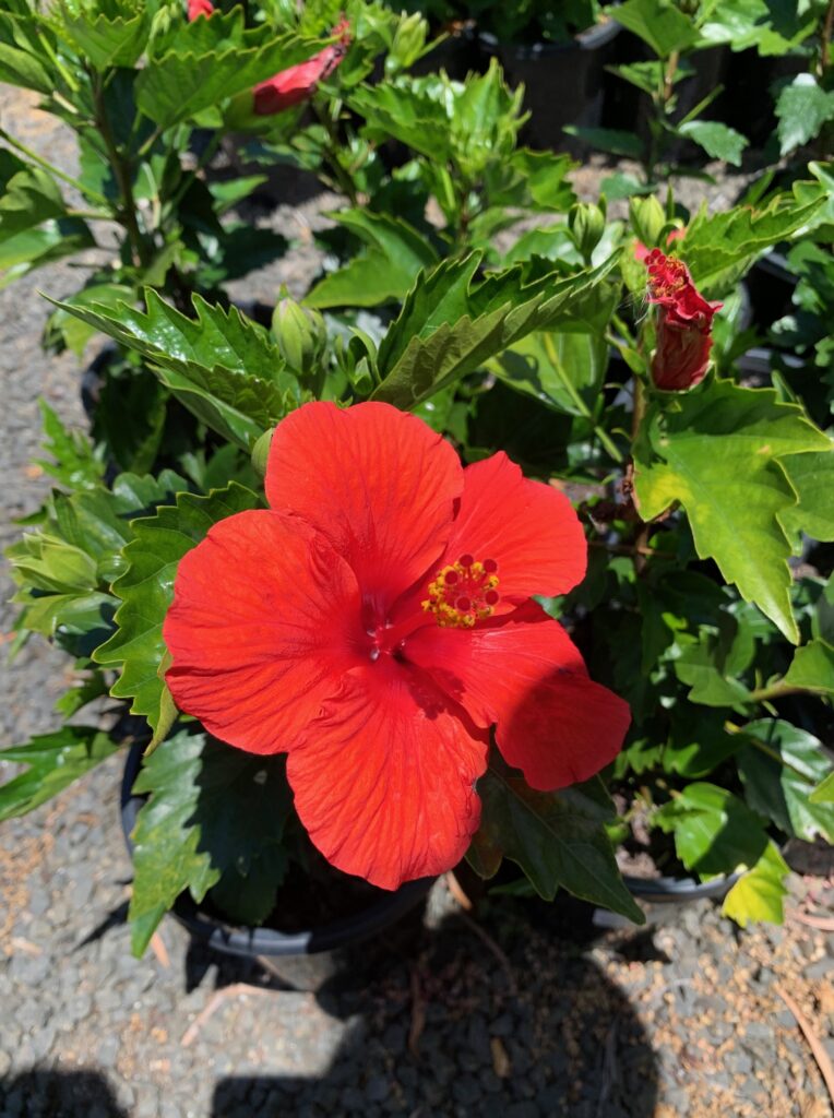 Lakeside Plants & Nursery