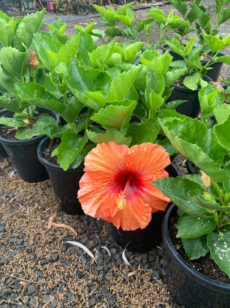 Lakeside Plants & Nursery