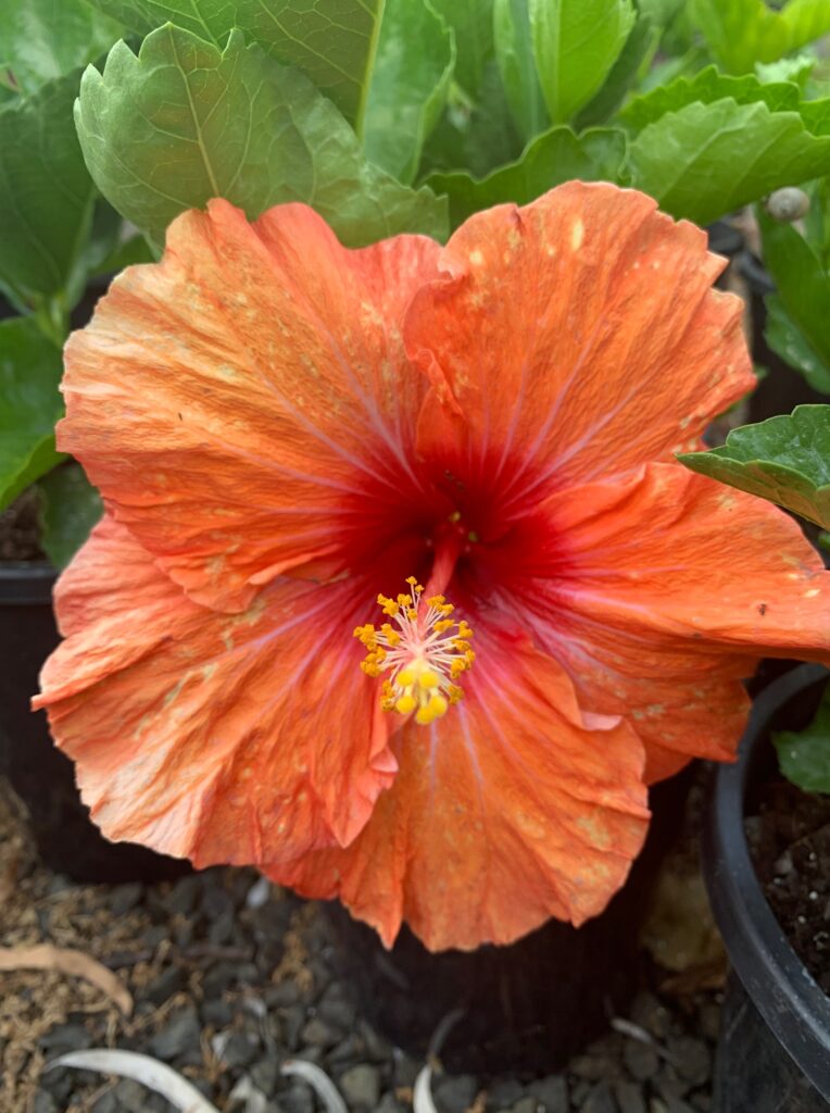 Lakeside Plants & Nursery