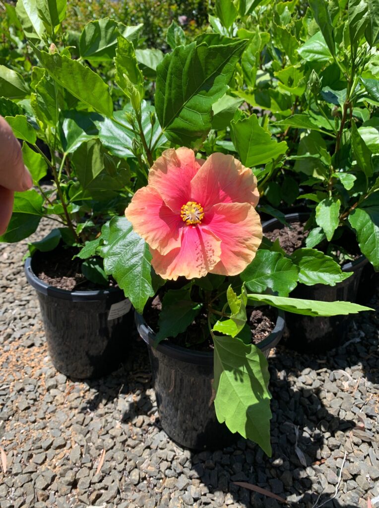 Lakeside Plants & Nursery