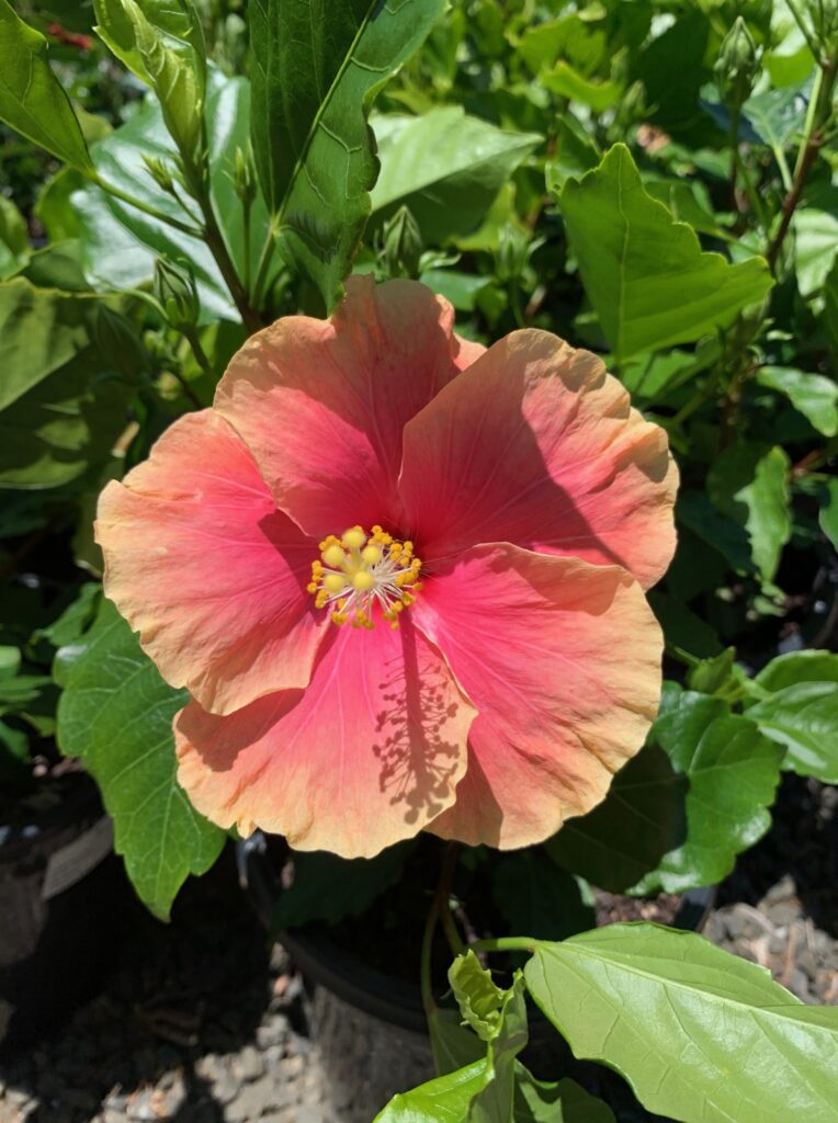Lakeside Plants & Nursery