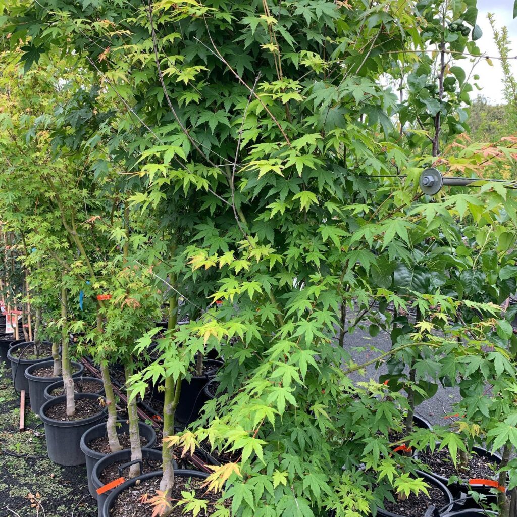 Lakeside Plants & Nursery