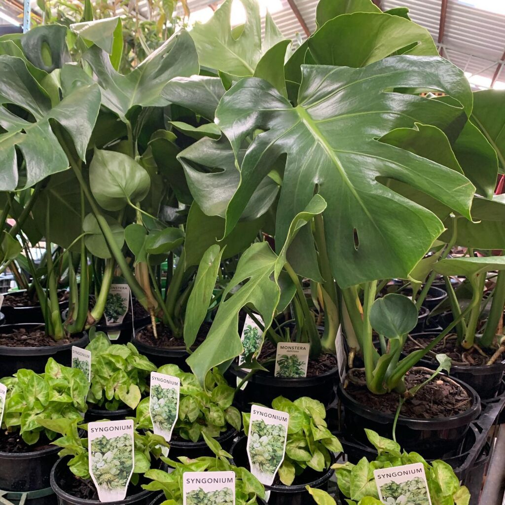 Lakeside Plants & Nursery