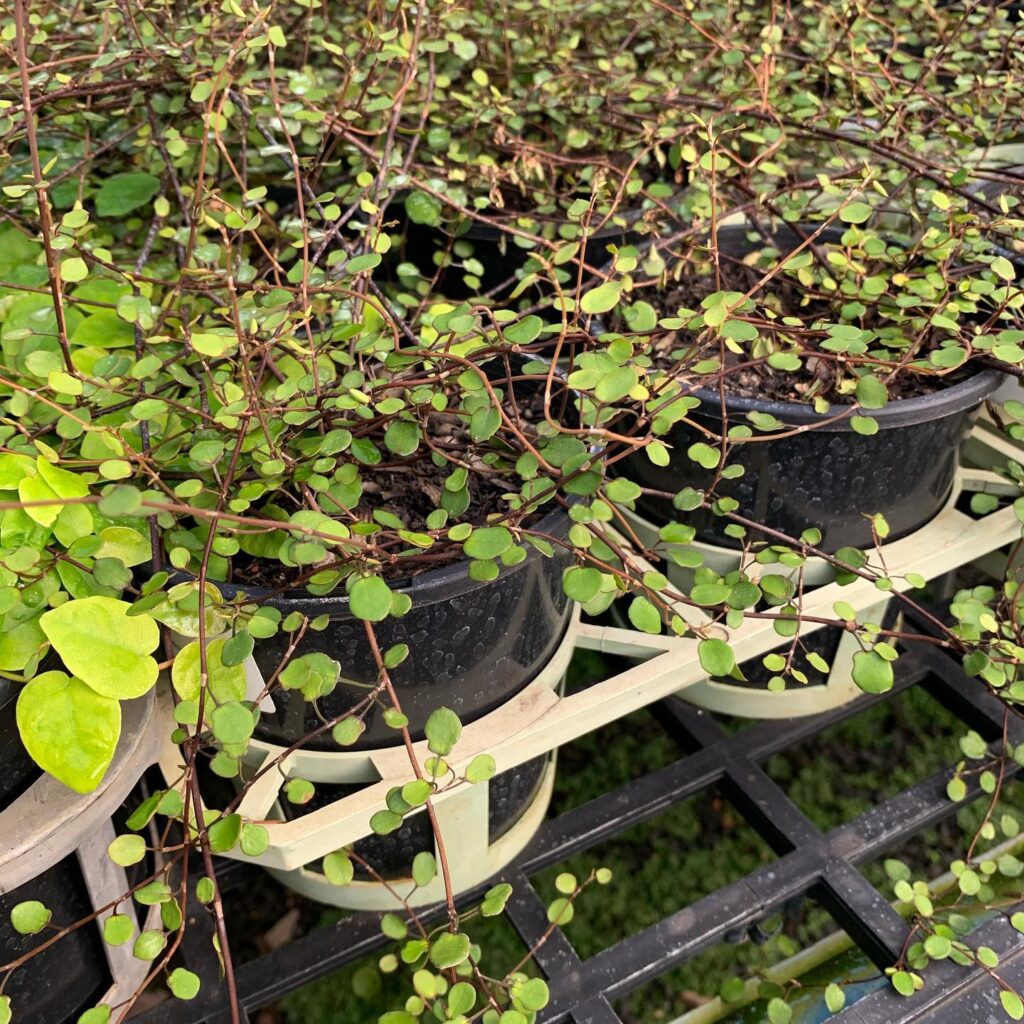 Lakeside Plants & Nursery
