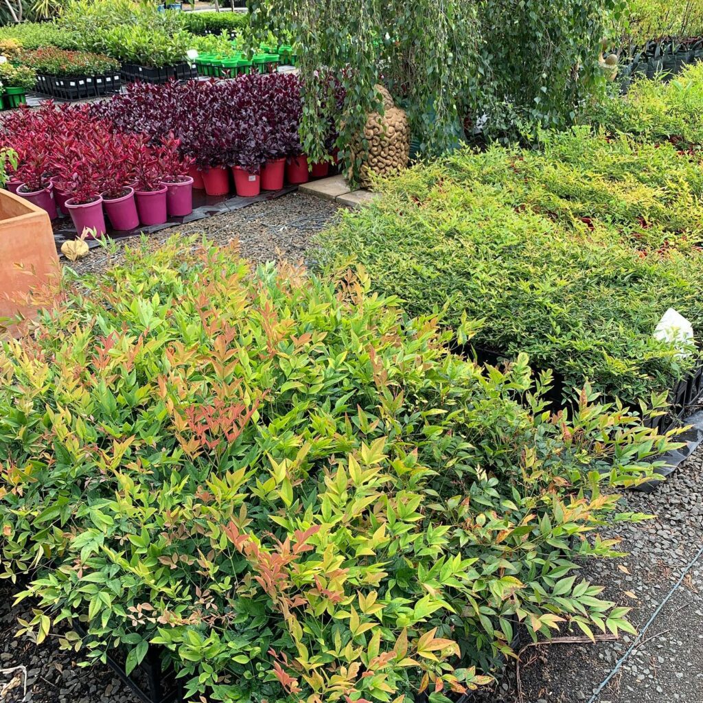 Lakeside Plants & Nursery