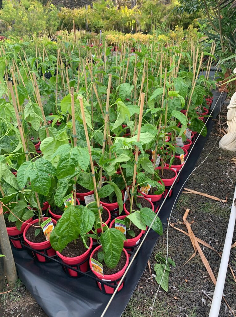 Lakeside Plants & Nursery