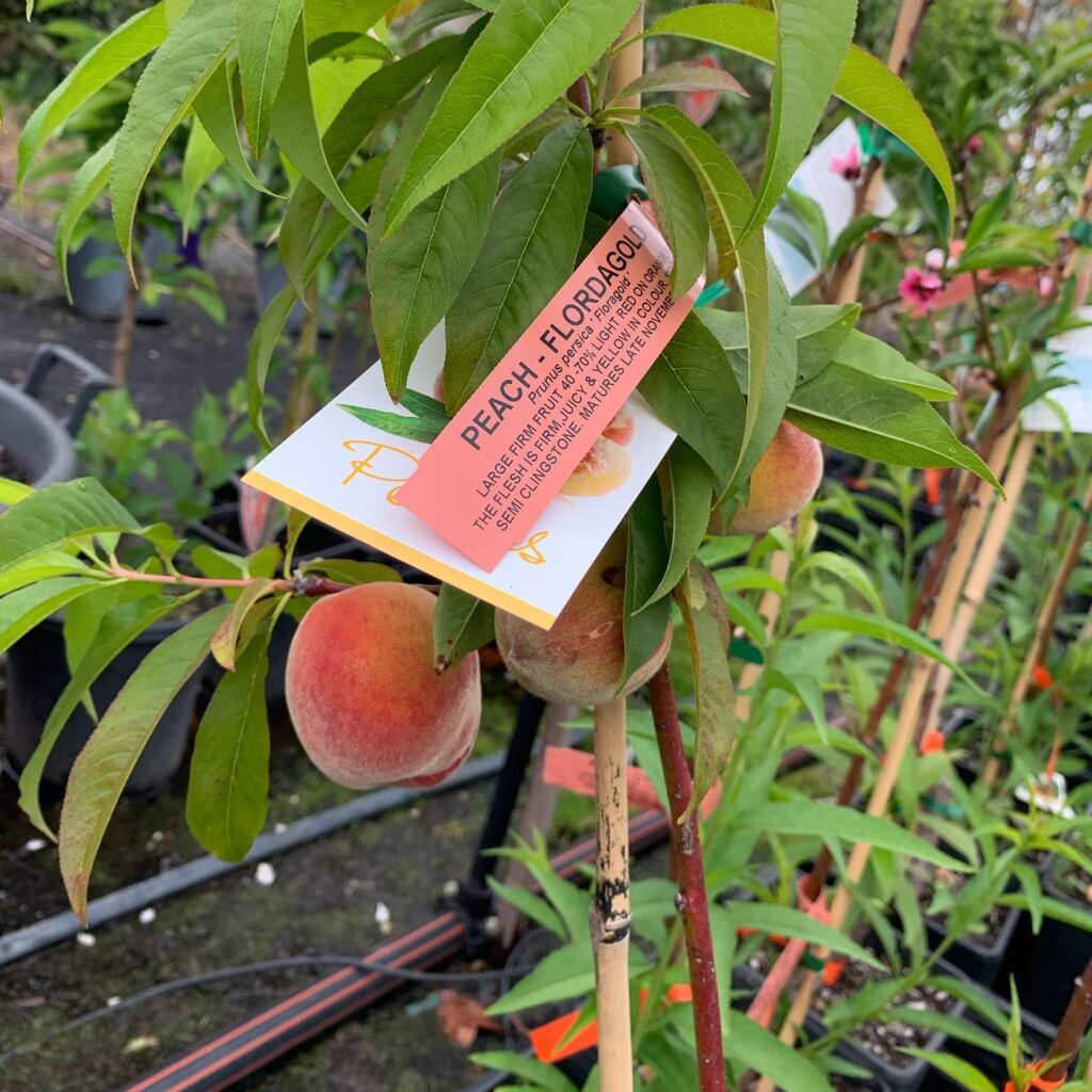 Lakeside Plants & Nursery
