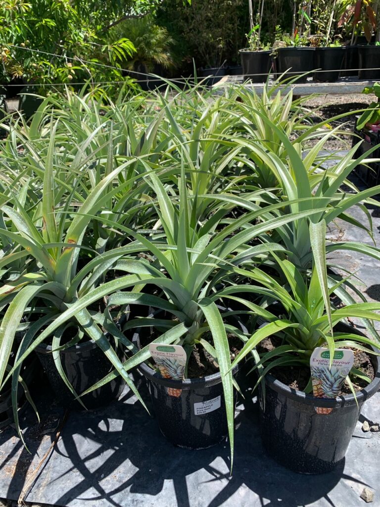 Lakeside Plants & Nursery