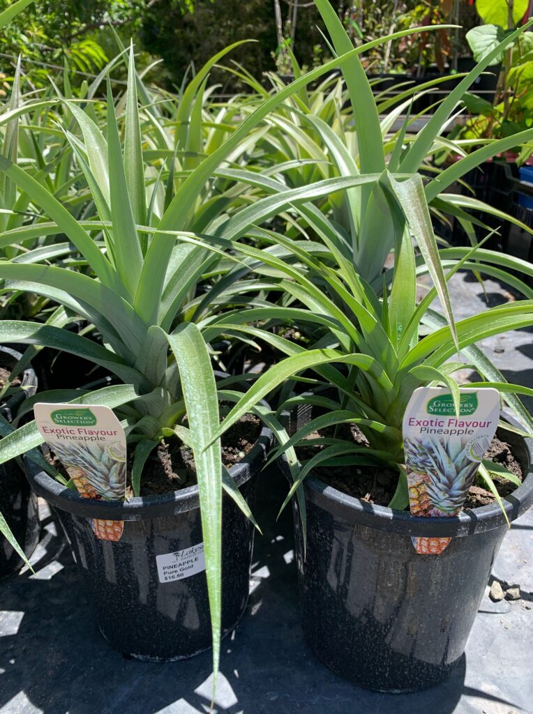 Lakeside Plants & Nursery