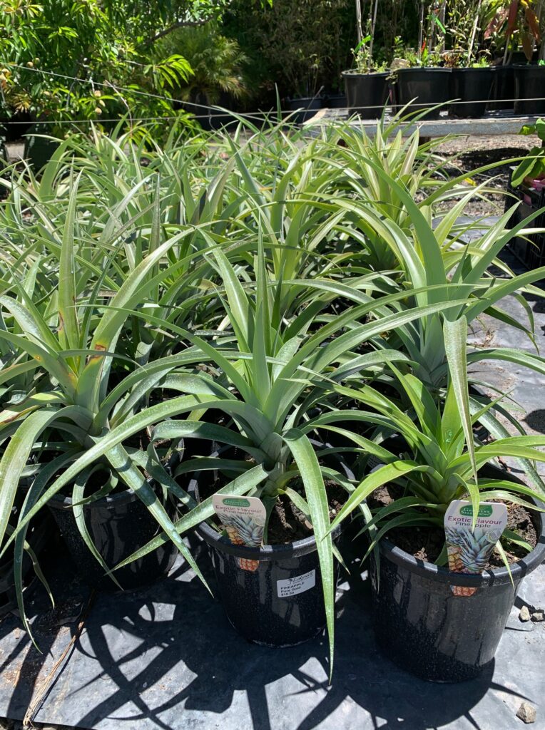 Lakeside Plants & Nursery
