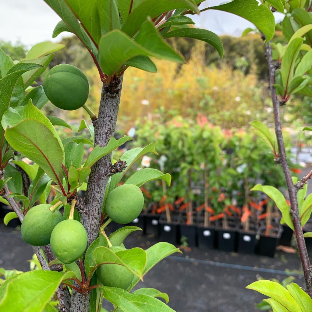 Lakeside Plants & Nursery