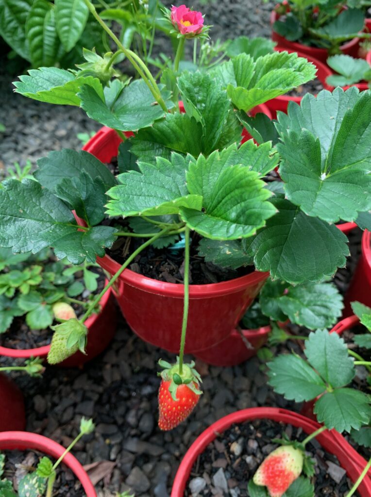 Lakeside Plants & Nursery