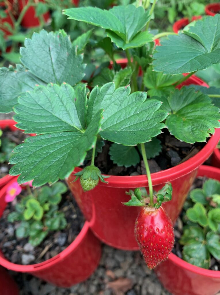 Lakeside Plants & Nursery