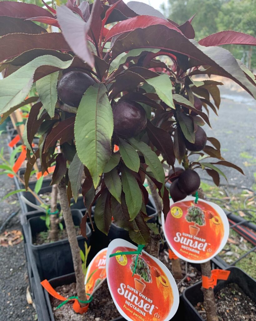 Lakeside Plants & Nursery