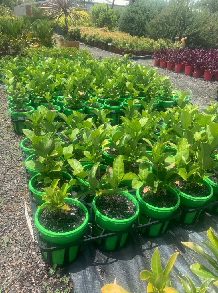 Lakeside Plants & Nursery