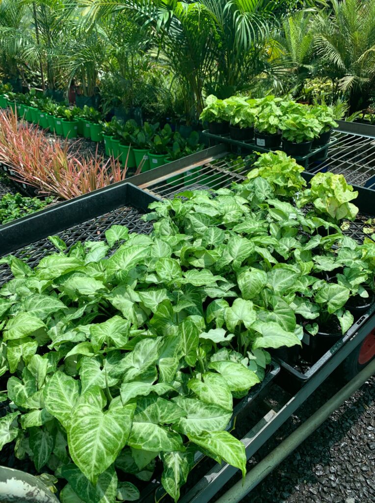 Lakeside Plants & Nursery