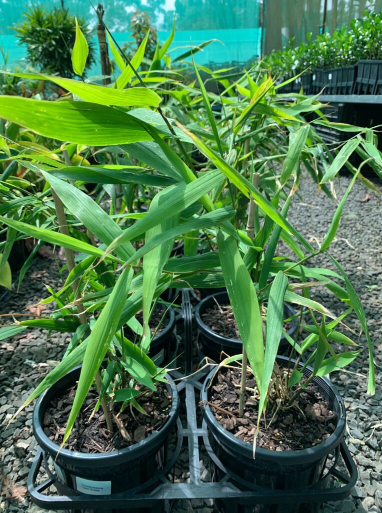 Lakeside Plants & Nursery