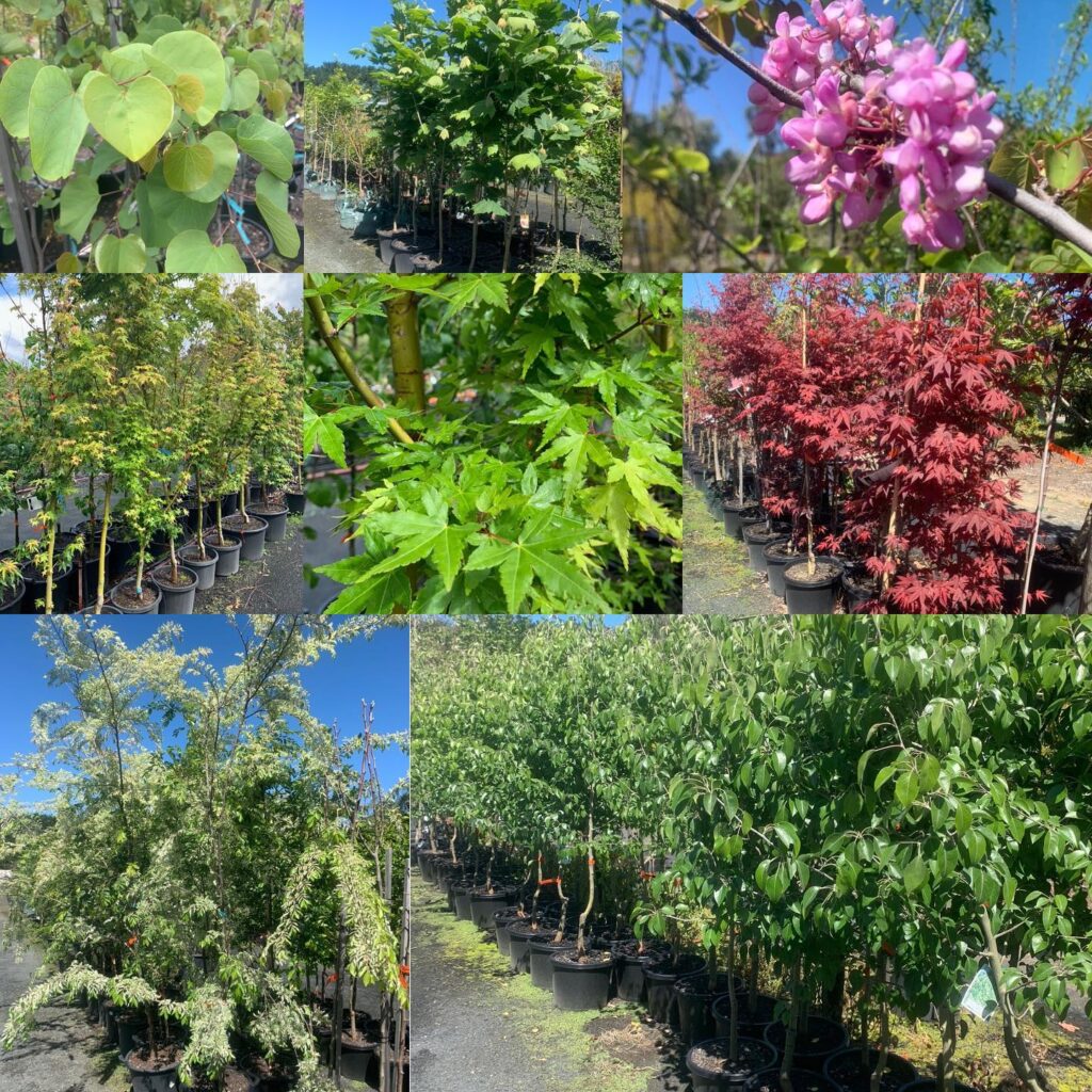 Lakeside Plants & Nursery