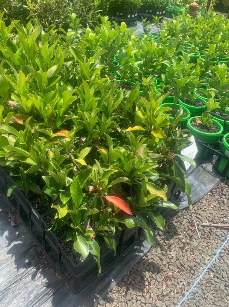 Lakeside Plants & Nursery