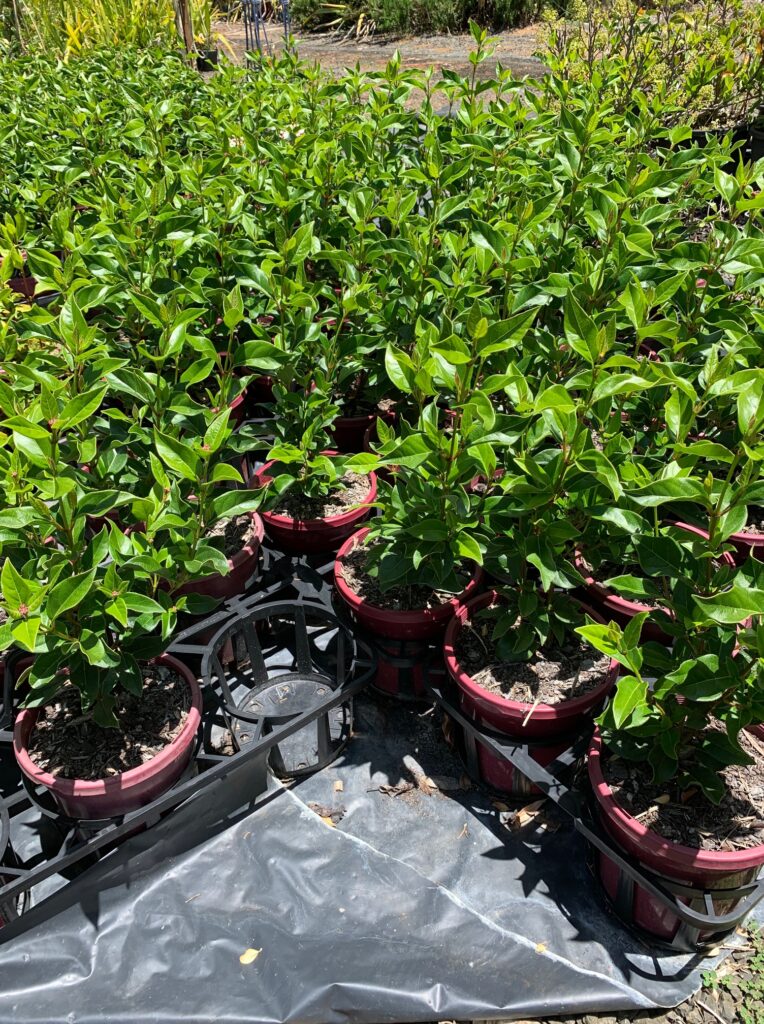 Lakeside Plants & Nursery