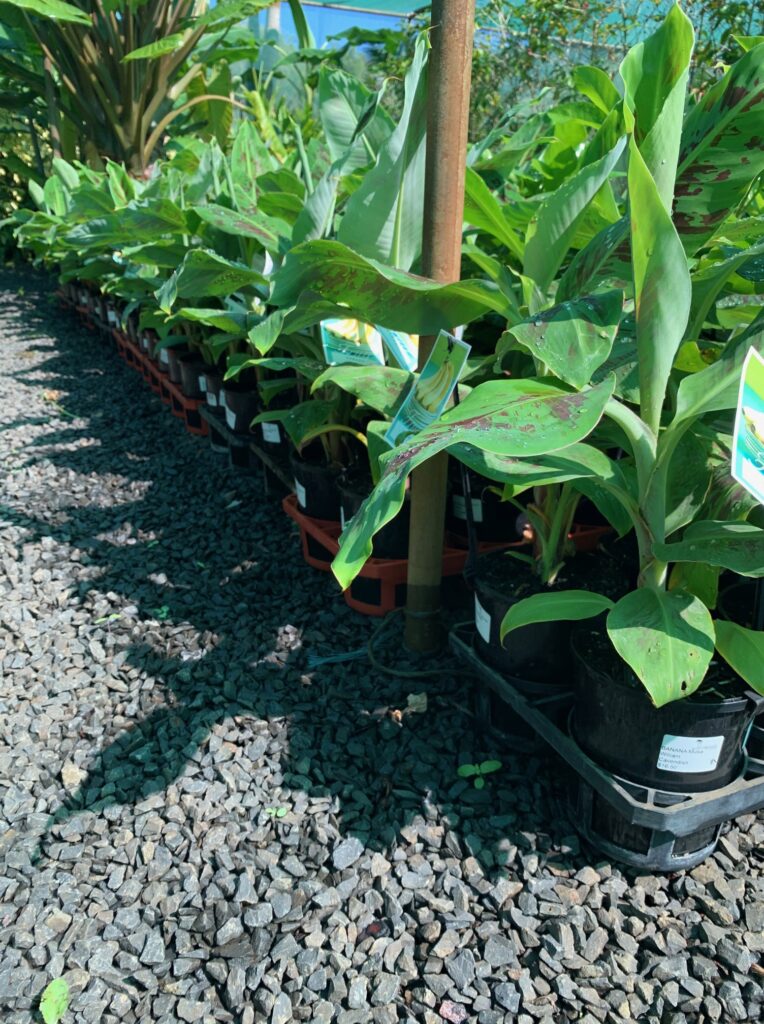 Lakeside Plants & Nursery