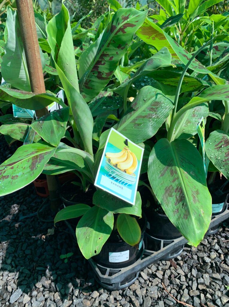 Lakeside Plants & Nursery
