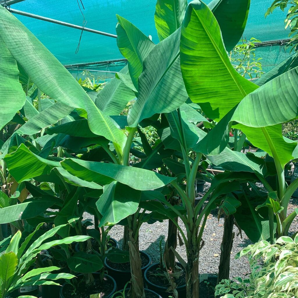 Lakeside Plants & Nursery