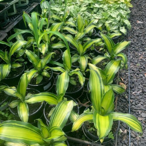 Lakeside Plants & Nursery