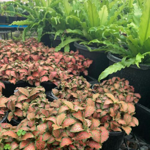 Lakeside Plants & Nursery