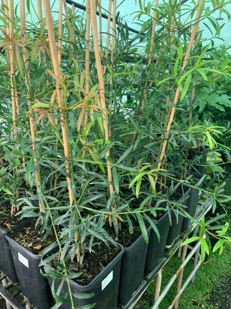 Lakeside Plants & Nursery