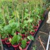 Passionfruit Vine Black