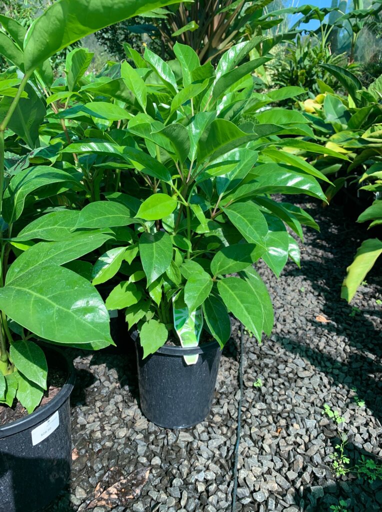 Lakeside Plants & Nursery