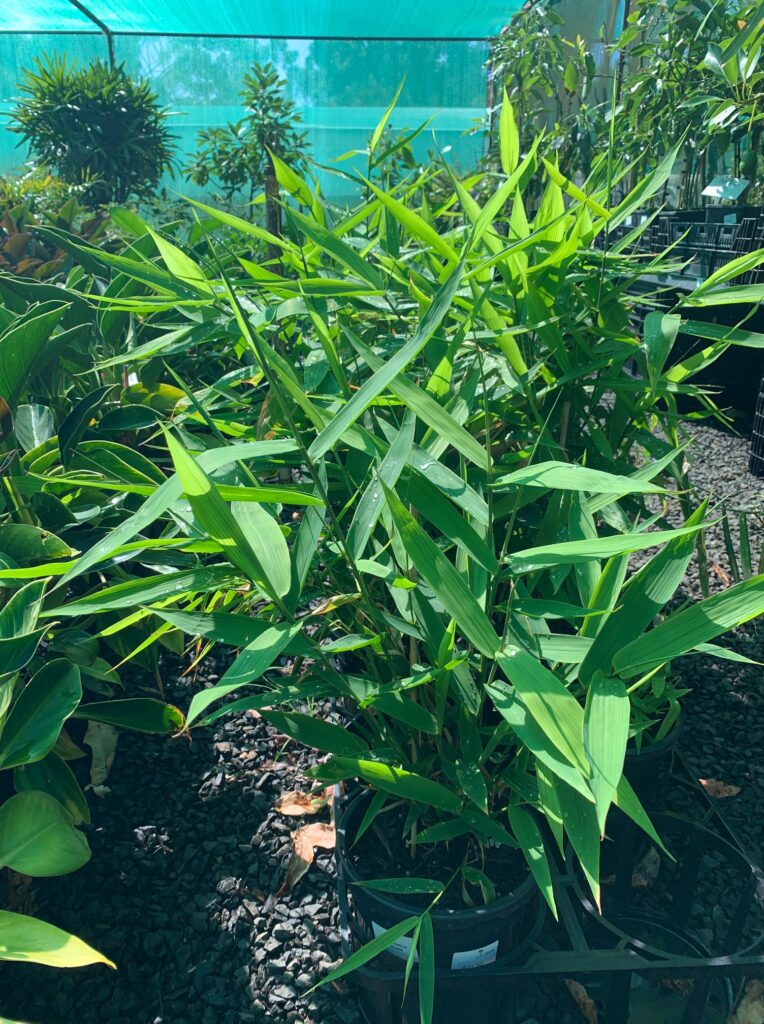 Lakeside Plants & Nursery