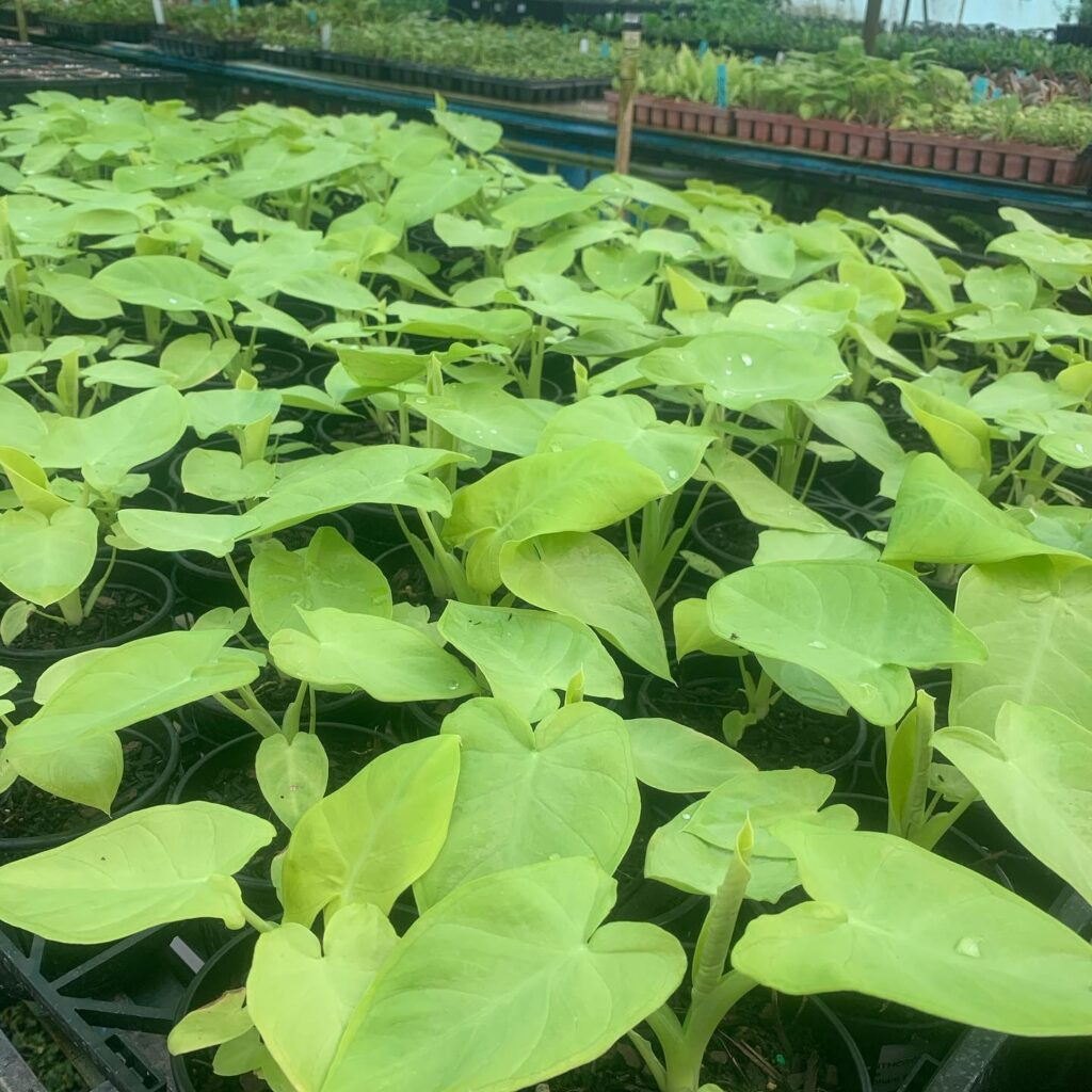 Lakeside Plants & Nursery