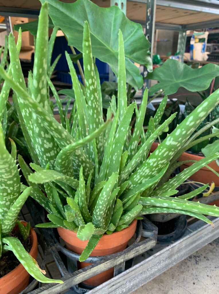 Lakeside Plants & Nursery