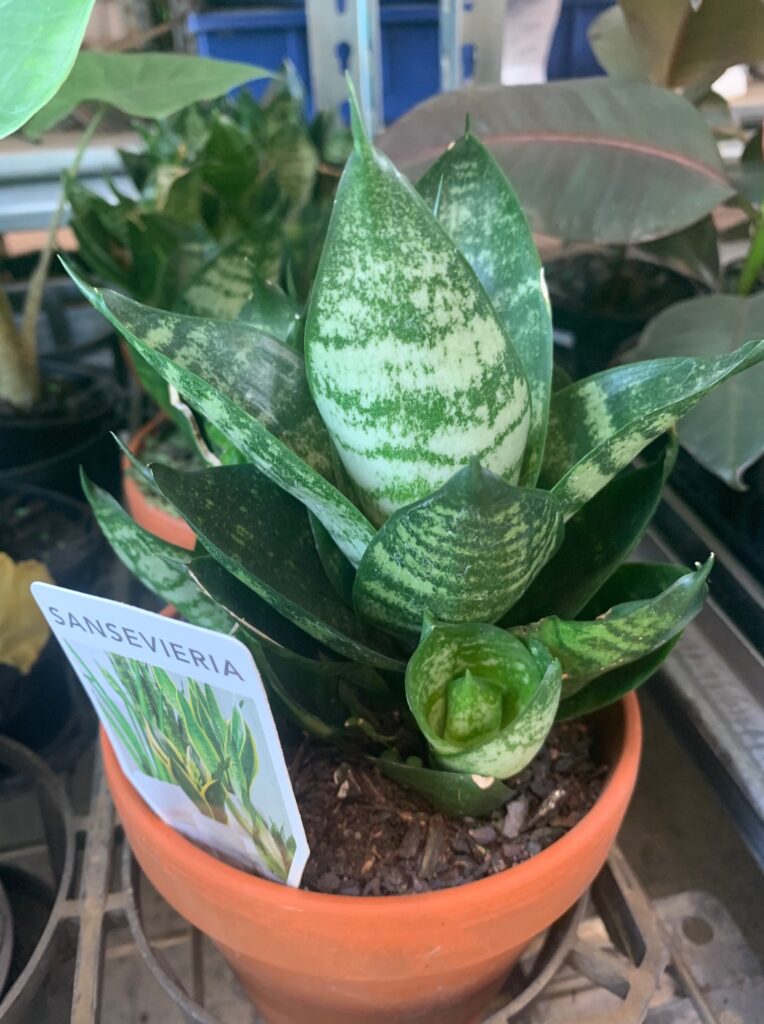 Lakeside Plants & Nursery