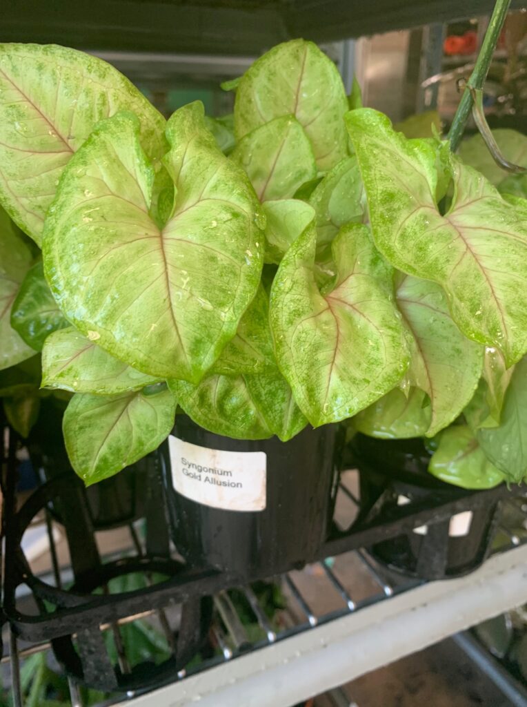 Lakeside Plants & Nursery