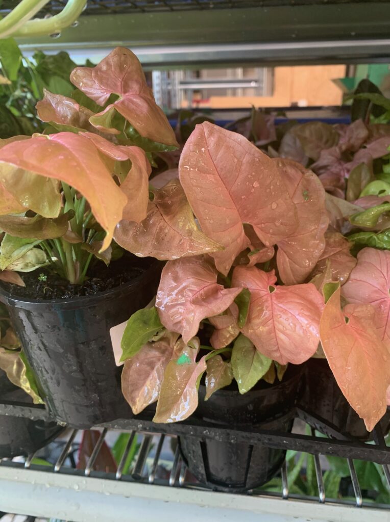 Lakeside Plants & Nursery