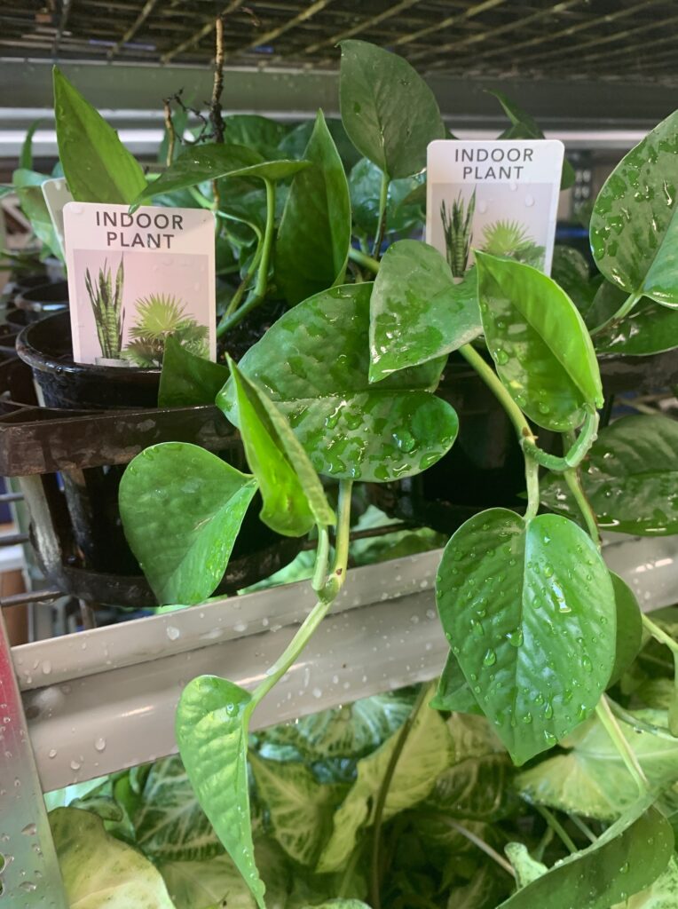 Lakeside Plants & Nursery