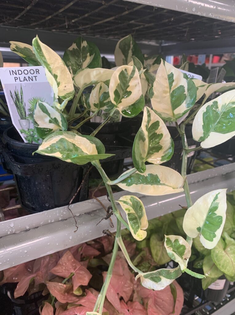 Lakeside Plants & Nursery