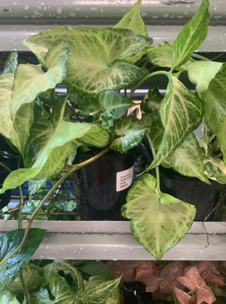 Lakeside Plants & Nursery