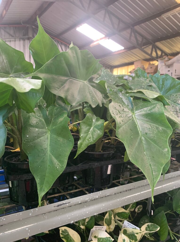 Lakeside Plants & Nursery