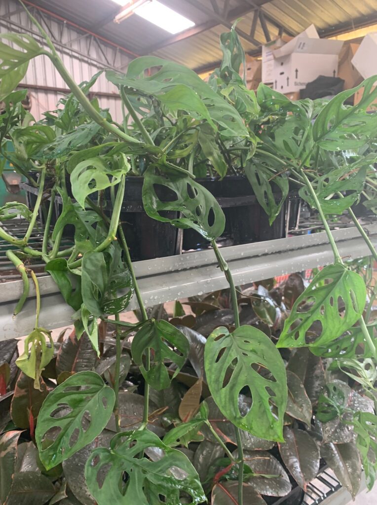 Lakeside Plants & Nursery