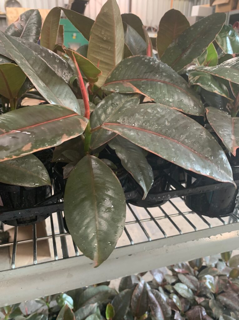 Lakeside Plants & Nursery