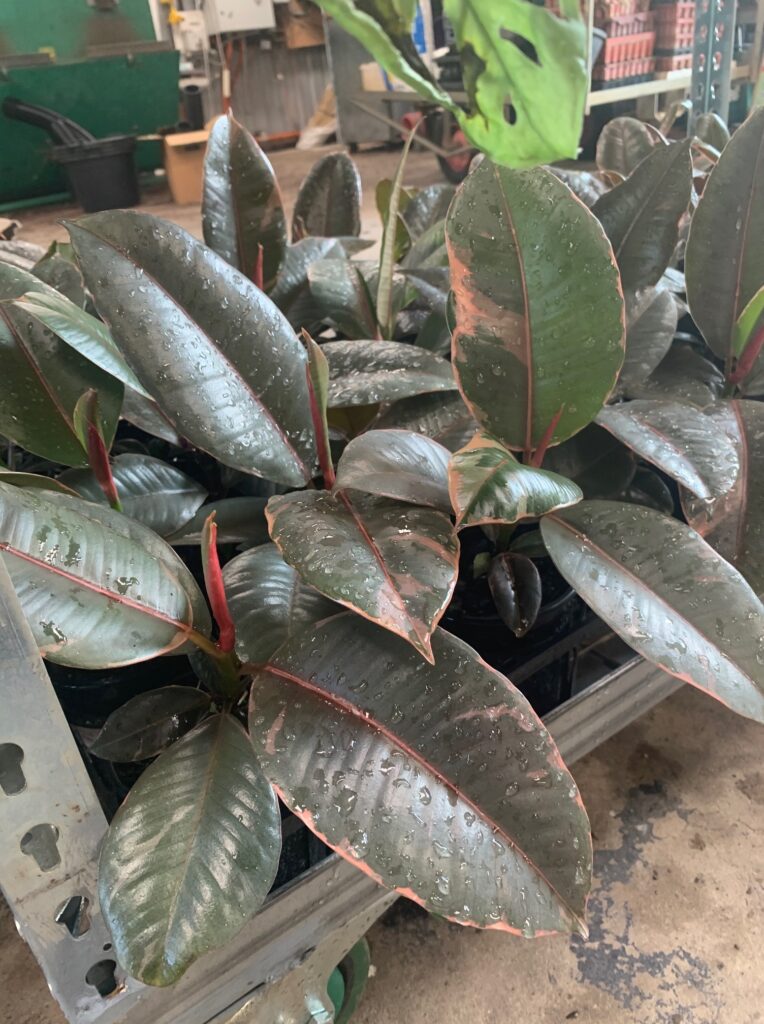 Lakeside Plants & Nursery