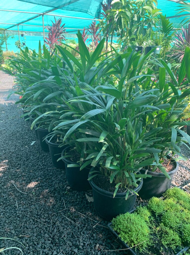 Lakeside Plants & Nursery