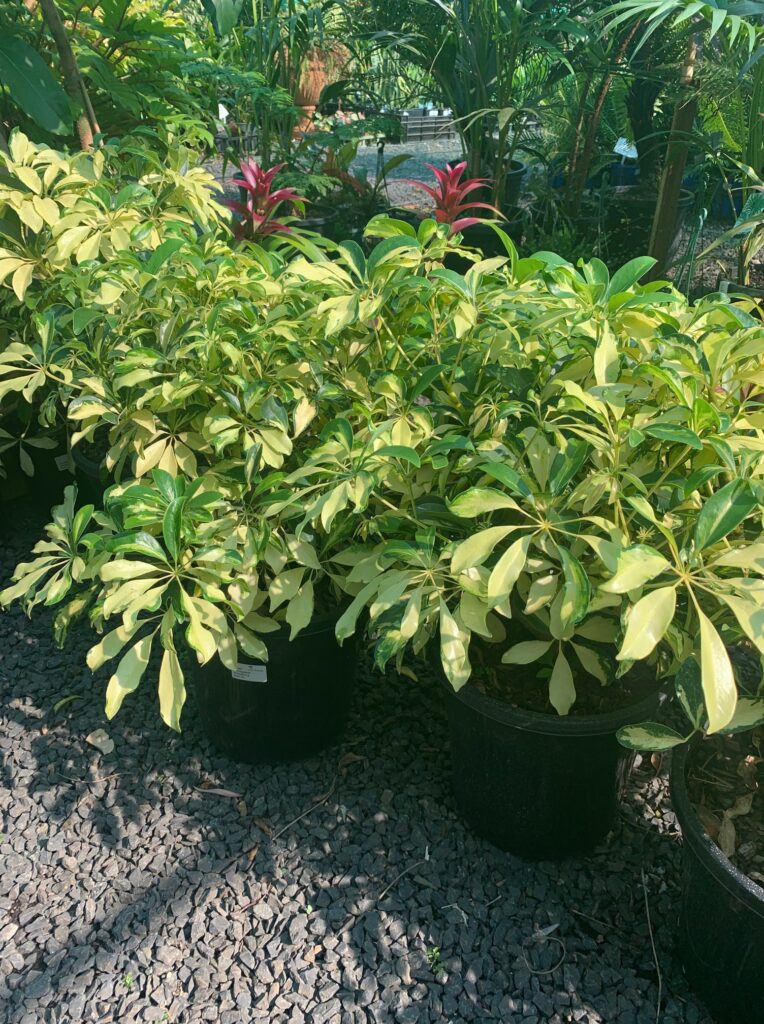 Lakeside Plants & Nursery