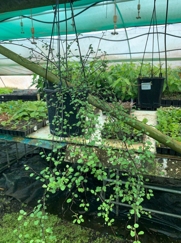 Lakeside Plants & Nursery